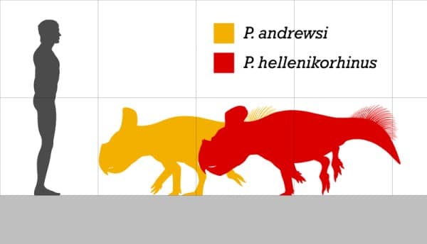 Size comparison between the two species of Protoceratops: P. andrewsi and P. hellenikorhinus.