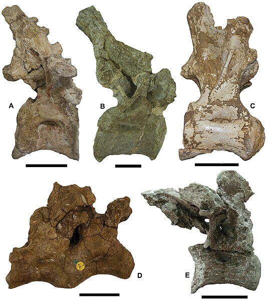Dorsal vertebra of Lirainosaurus (C) compared to those of other European titanosaurs