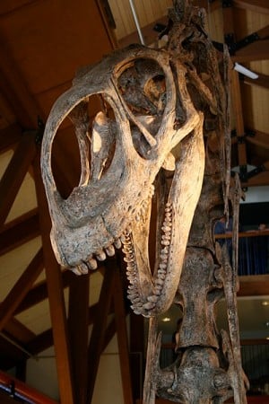 Jobaria head, Cast at Montshire Museum of Science