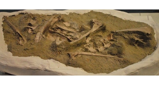 Masiakasaurus knopfleri Fossil Partial Skeleton on Display at the Royal Ontario Museum (FMNH PR 2481)