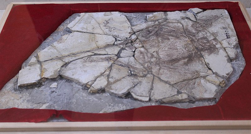 The "Archaeoraptor" fossil; the tail belongs to Microraptor
