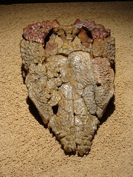 Holotype skull, dorsal view