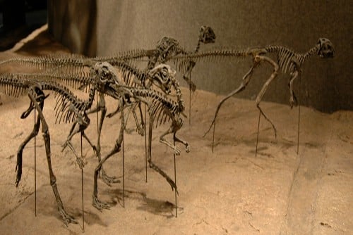 Display of Othnielia skeletons in a museum exhibit, showing a group of these small, bipedal herbivorous dinosaurs from the Late Jurassic period. The arrangement of the skeletons highlights their agile build and lightweight frame. 