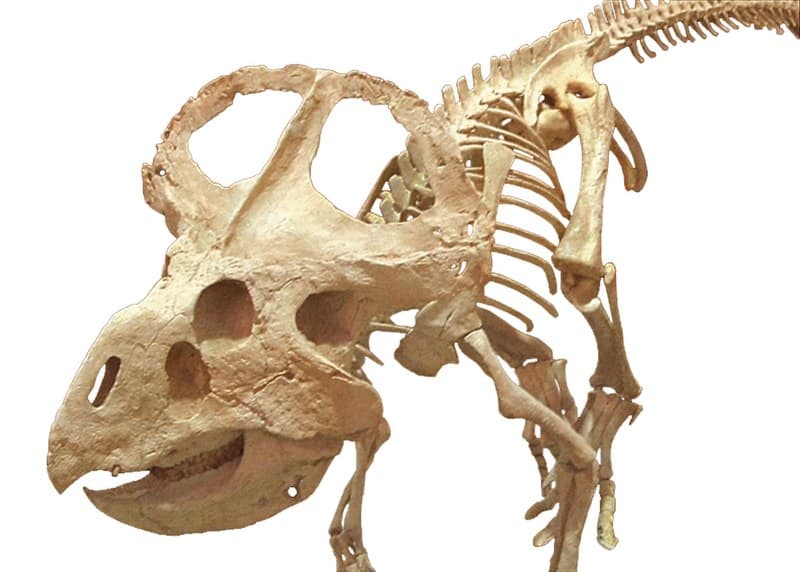 Mounted P. andrewsi skeleton,