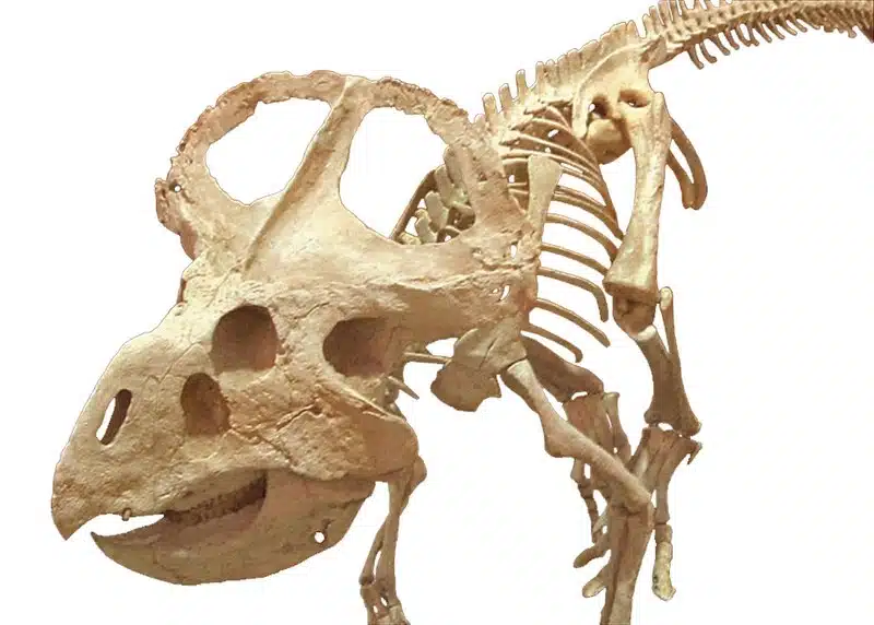 Protoceratops Legacy Of The First Horned Face Dinosaur