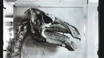 Fossilized skull of Iguanodon bernissartensis in a museum display. The detailed fossil showcases the unique features of I. bernissartensis, including its beak-like mouth and sturdy jaw, indicative of its herbivorous diet. This exhibit highlights the skull's well-preserved condition, offering insights into the physical adaptations of this Early Cretaceous dinosaur