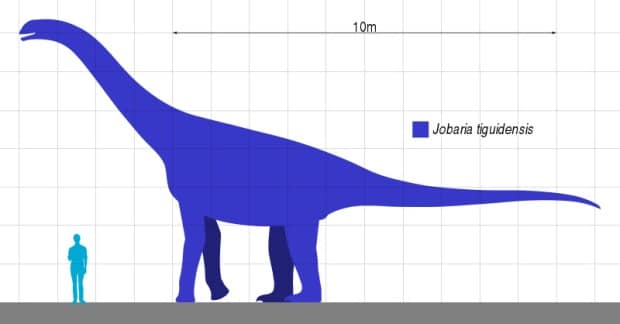 Size comparison of the sauropod Jobaria tiguidensis.