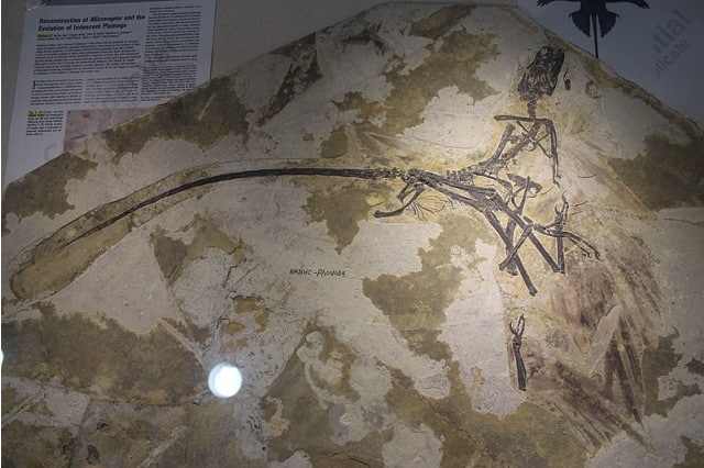 Specimen at the Beijing Museum of Natural History