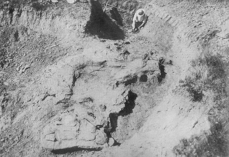 Photo from the excavation of S. osborni in 1911
