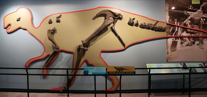 Displayed casts of the 35 known bones at the Philadelphia Academy of Natural Sciences