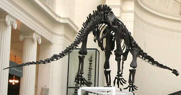 Mamenchisaurus hochuanensis, Field Museum, Chicago, Illinois.