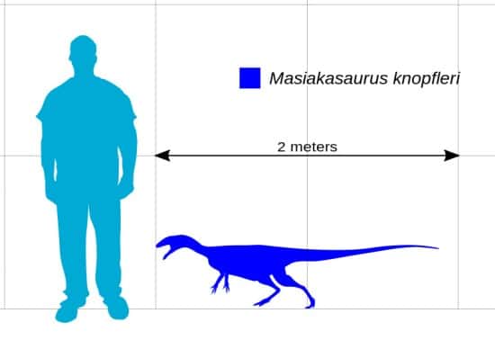 Size comparison of Masiakasaurus knopfleri, a peculiar basal theropod from Cretaceous Madagascar