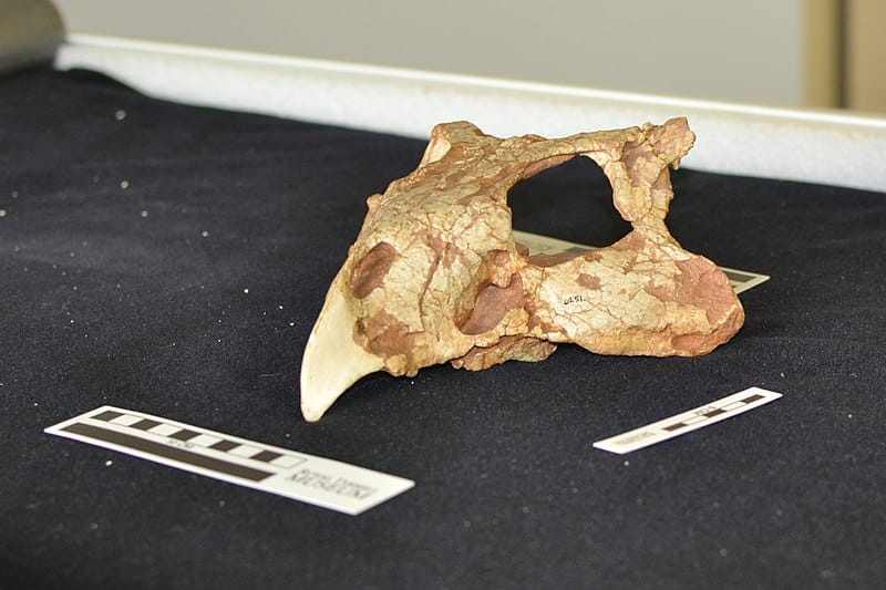 Holotype skull of P. andrewsi, collected during the Third Central Asiatic Expedition