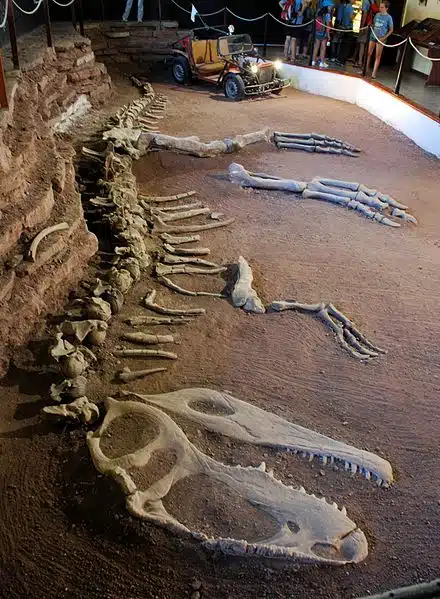 Fossilized skeleton of Giganotosaurus displayed in a museum exhibit. The skeleton is laid out in a lifelike pose, showcasing the large skull, spine, and limb bones of this Late Cretaceous theropod. Giganotosaurus, known for its impressive size and predatory nature, lived in what is now South America. The exhibit provides a detailed look at the anatomy and structure of this apex predator.