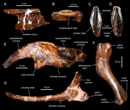 Cranial and postcranial elements from the holotype