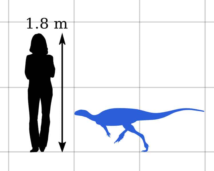 Size comparison diagram showing O. consors, the type species of Othnielosaurus, next to a human figure for scale. This illustration highlights the small size of O. consors, a bipedal herbivorous dinosaur from the Late Jurassic period.