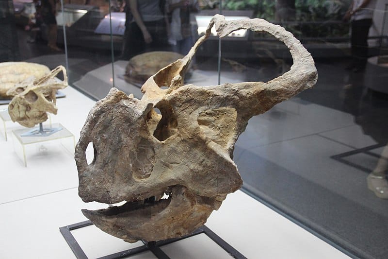 Protoceratops hellenikorhinus. Prehistoric Gallery, Inner Mongolia Museum, Hohhot, China.