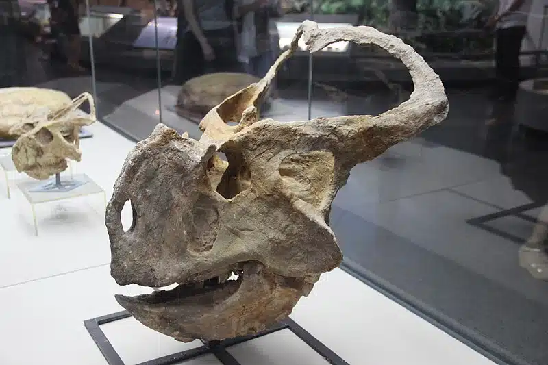 Exhibit featuring the holotype skull of Protoceratops andrewsi. The unique frill and beak structures are clearly visible, providing valuable information about this ceratopsian dinosaur from the Late Cretaceous period, crucial for paleontological research.
