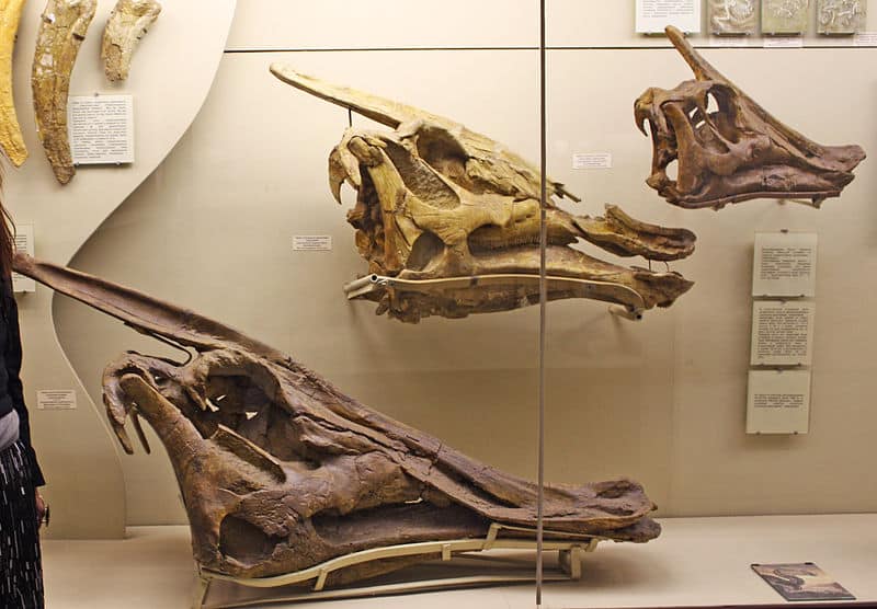 Skulls in Moscow Paleontological Museum