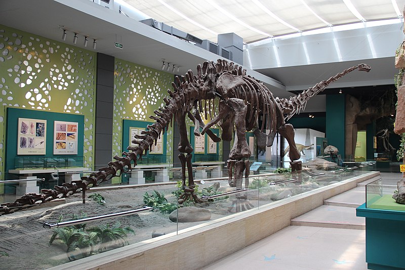 Mamenchisaurus Skeleton, Gansu Provincial Museum, Lanzhou.