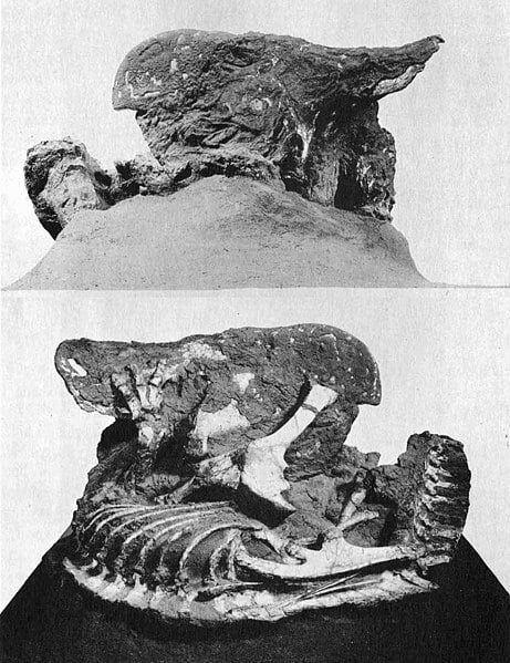 Protoceratops andrewsi. Two views of a skeleton in an unusual curled up position showing a thin, indurated layer of matrix over the head region which has a very skin-like appearance.