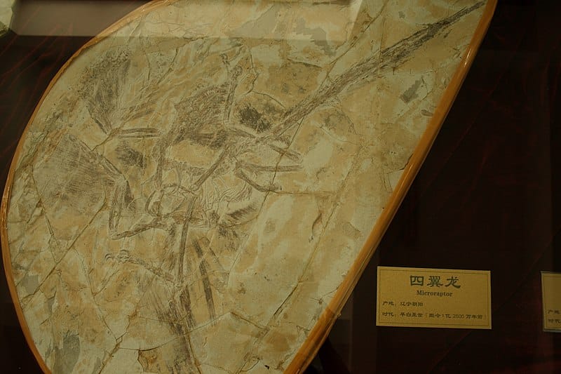 Specimen in the Shandong Tianyu Museum of Nature