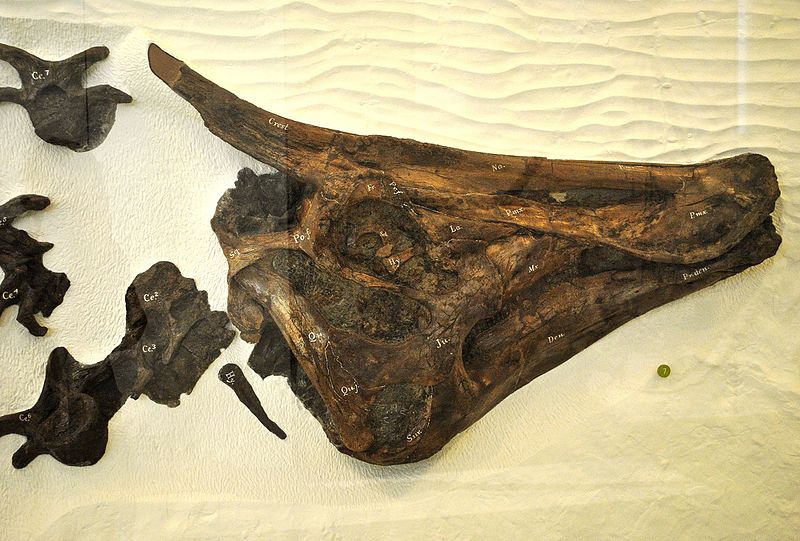 Skull of the holotype specimen of S. osborni