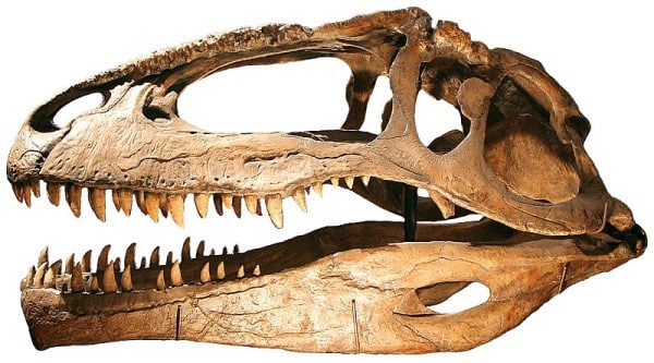 A Giganotosaurus skull cast