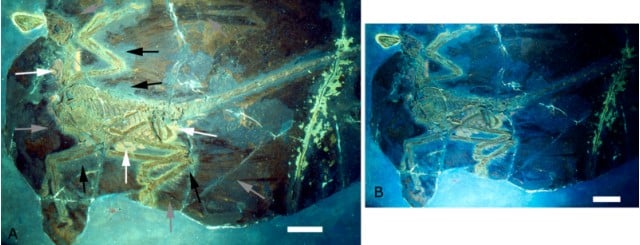 M. gui holotype under two different UV light filters, revealing the extent of preserved feathers and soft tissue