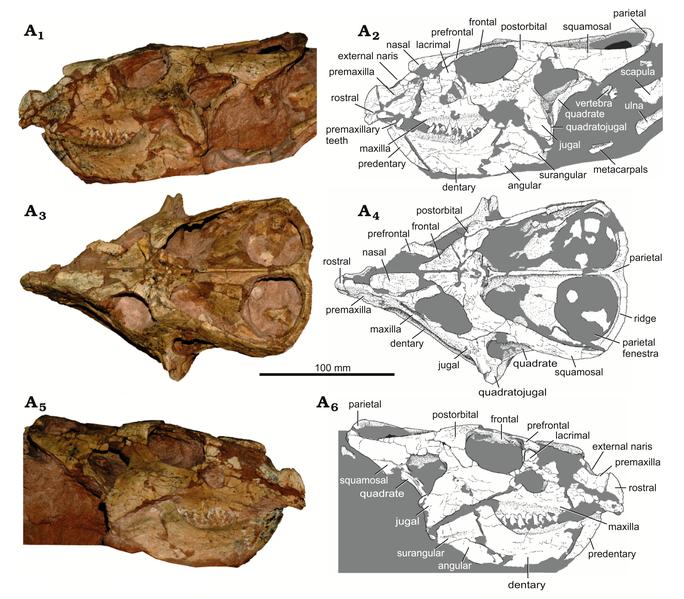 Skull of P. andrewsi (MPC-D 100/551) in left lateral (A1-A2), dorsal (A3-A4), and right lateral (A5-A6) views