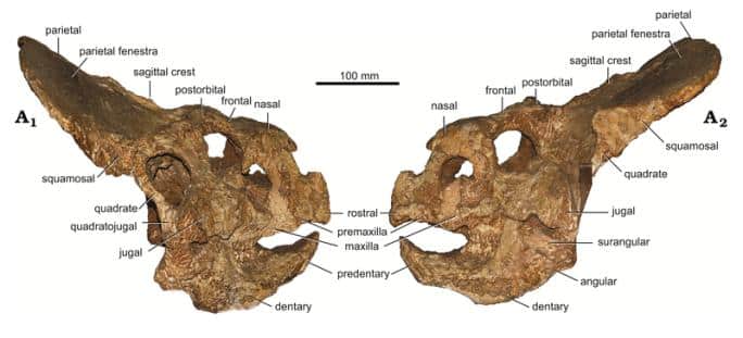 Skull of P. andrewsi (MPC-D 100/505) in right lateral (A1) and left lateral (A2) views