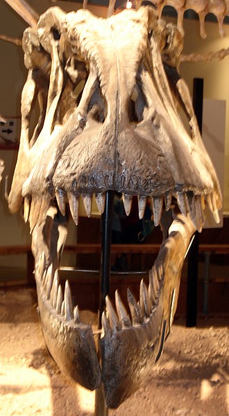 Skull reconstruction of Giganotosaurus in front view showing how narrow it is.