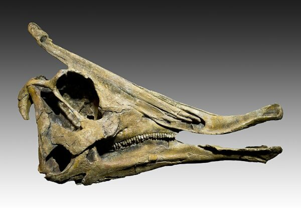 Saurolophus | A Unique Crested Late Cretaceous Herbivore
