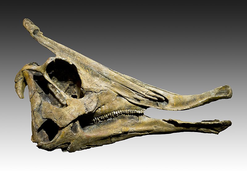 Cast of skull of Saurolophus angustirostris Size 1 m