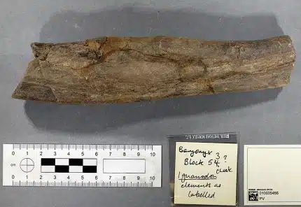 Fossilized bone of Iguanodon found with Baryonyx, on display with measurement scale and labeled notes. The exhibit highlights the detailed preservation of the bone, providing insights into the physical characteristics and historical context of Iguanodon. This well-preserved fossil is accompanied by precise measurements and annotations, emphasizing its significance in paleontological studies.