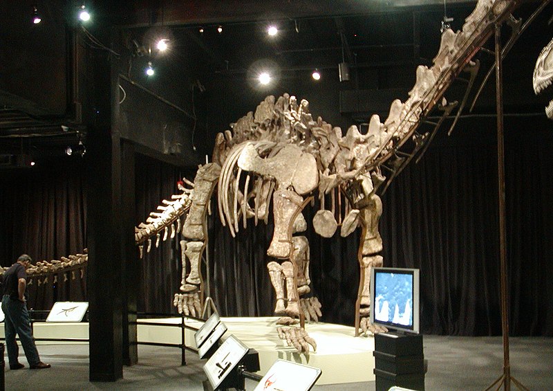 Photo of skeleton of Mamenchisaurus jingyanesi from the Beijing Museum on view at the Miami Museum of Science