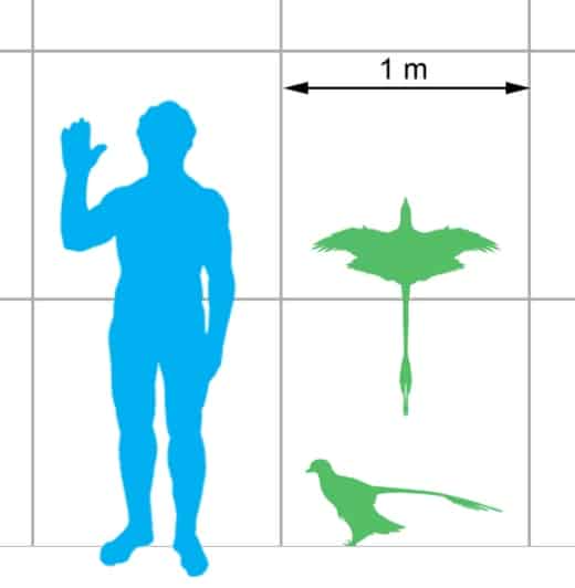 Size of the dinosaur Microraptor gui compared with a human.