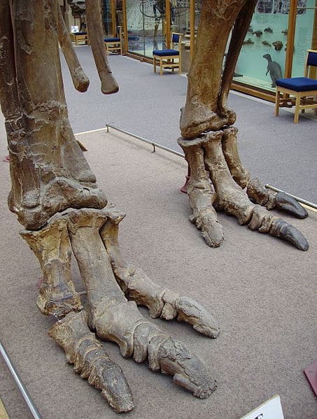 Three-toed Iguanodon feet