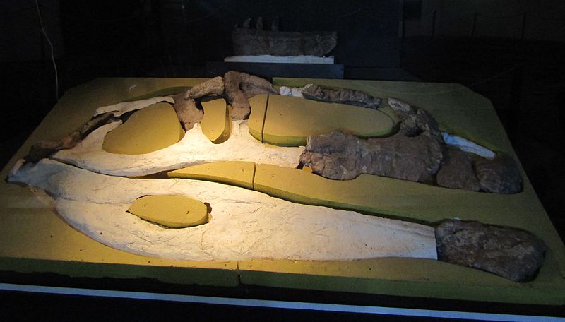 Original remains of the right side of the skull of Giganotosaurus carolinii in the Ernesto Bachmann Paleontological Museum (seen from another angle).