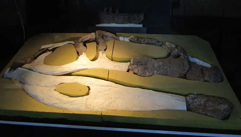 Fossilized skull fragments of Giganotosaurus displayed in a museum exhibit. The display highlights the large, distinctive bone structures of this Late Cretaceous theropod dinosaur. Giganotosaurus, known for its impressive size and predatory nature, lived in what is now South America. The exhibit provides valuable insights into the cranial anatomy and evolutionary traits of this apex predator.