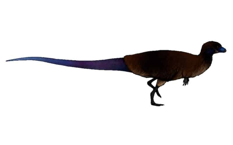 Lesothosaurus was a small, herbivore dinosaur from the Early Jurassic Period. Discover its habitat, diet, unique features and more.