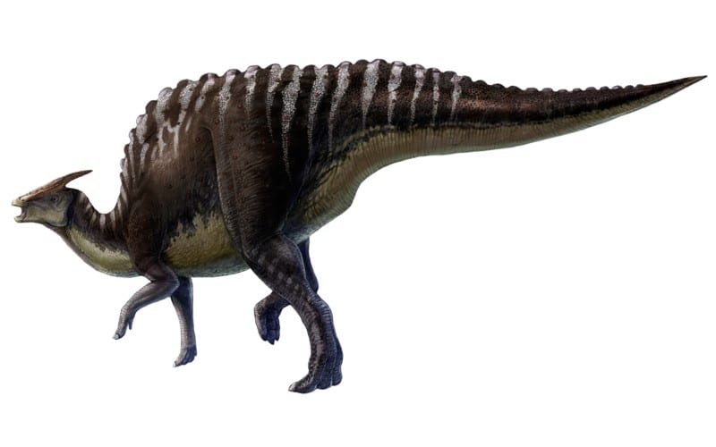 Explore Saurolophus, the 'Ridged Lizard' of the Late Cretaceous. From its discovery, unique features, habitat and spiked crest.