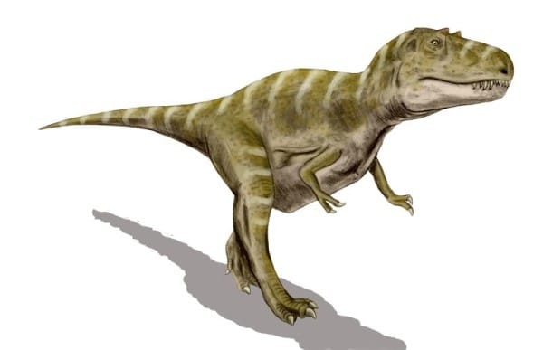 Gorgosaurus libratus, a theropod from the late Cretaceous of North America, pencil drawing & digital coloring