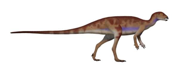 Hypsilophodon is a neornithischian dinosaur genus from the Early Cretaceous period of England.
