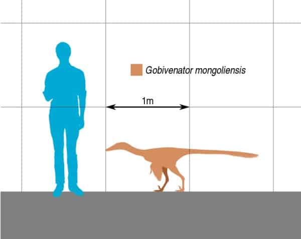 Size comparison of the Upper Cretaceous Mongolian troodontid theropod Gobivenator mongoliensis.