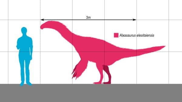 Size comparison of the Lower Cretaceous Chinese therizinosauroid maniraptoran Alxasaurus elesitaiensis.