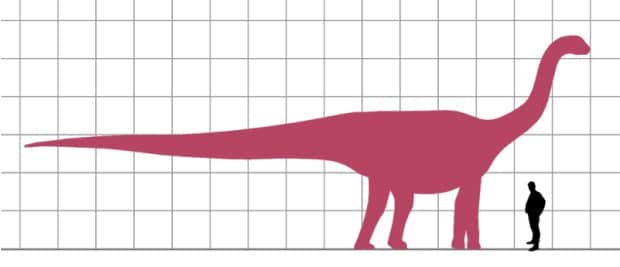 Scale diagram comparing the side and above views of the eusauropodan Patagosaurus and a human.