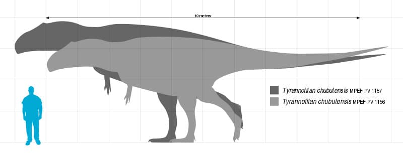 Size comparison of the two known specimens of Tyrannotitan chubutensis, a giant carcharodontosaurid from Argentina. Based on skeletal by Franoys