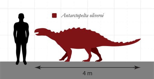 Size comparison of the holotype specimen of Antarctopelta oliveroi with a human for reference.