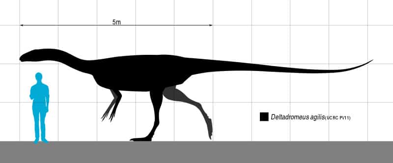 Size of Deltadromeus, a theropod dinosaur from North Africa.